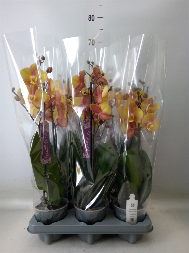 Горшечные цветы и растения оптом Phalaenopsis   ...orange от 6шт из Голландии с доставкой по России