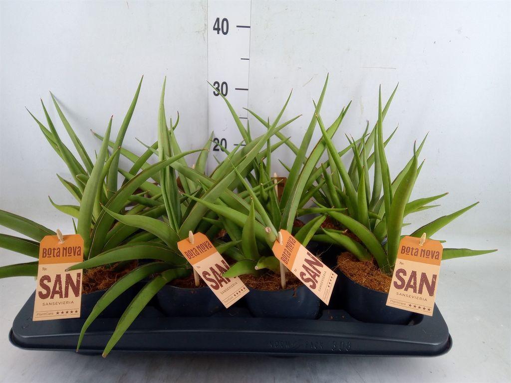 Горшечные цветы и растения оптом Sansevieria   ... от 8шт из Голландии с доставкой по России