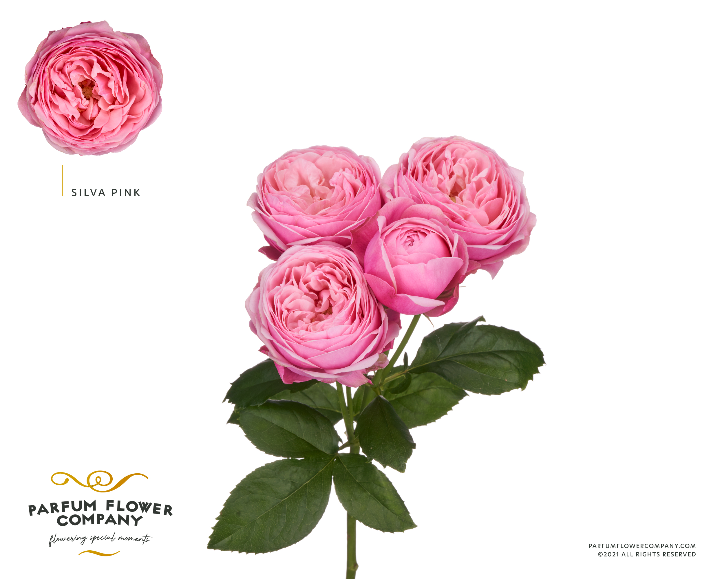 Срезанные цветы оптом Rosa garden salvia pink от 12шт из Голландии с доставкой по России
