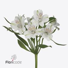 Срезанные цветы оптом Alstroemeria virginia от 60шт из Голландии с доставкой по России