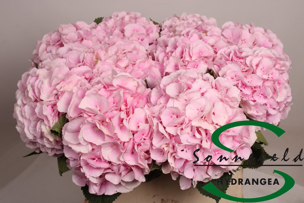 Срезанные цветы оптом Hydrangea verena от 10шт.... из Голландии с доставкой по России