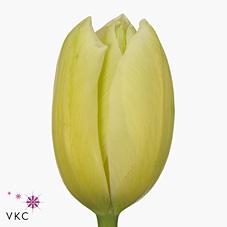 Срезанные цветы оптом Tulipa fre maureen от 60шт из Голландии с доставкой по России