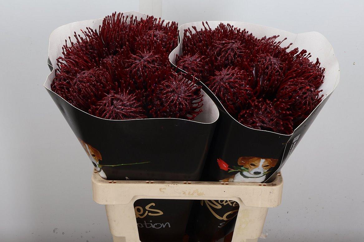 Срезанные цветы оптом Nutans wax bordeaux от 20шт из Голландии с доставкой по России
