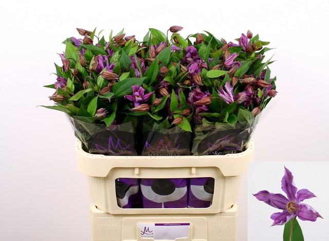 Срезанные цветы оптом Clematis amazing geneva от 60шт из Голландии с доставкой по России