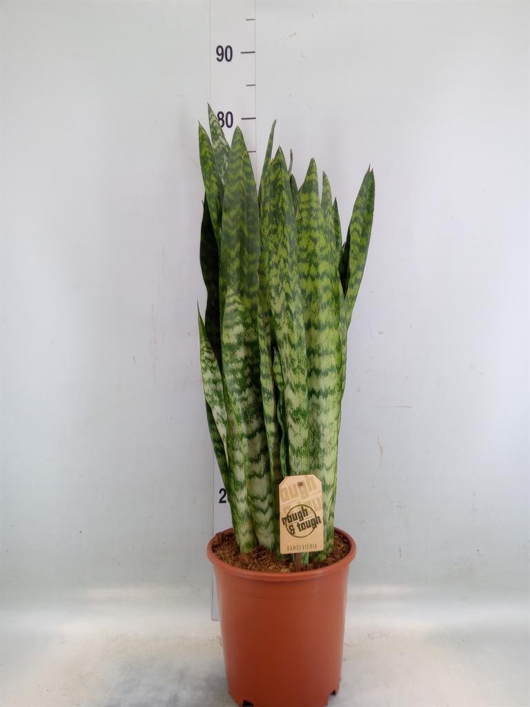 Горшечные цветы и растения оптом Sansevieria Zeylanica от 1шт из Голландии с доставкой по России