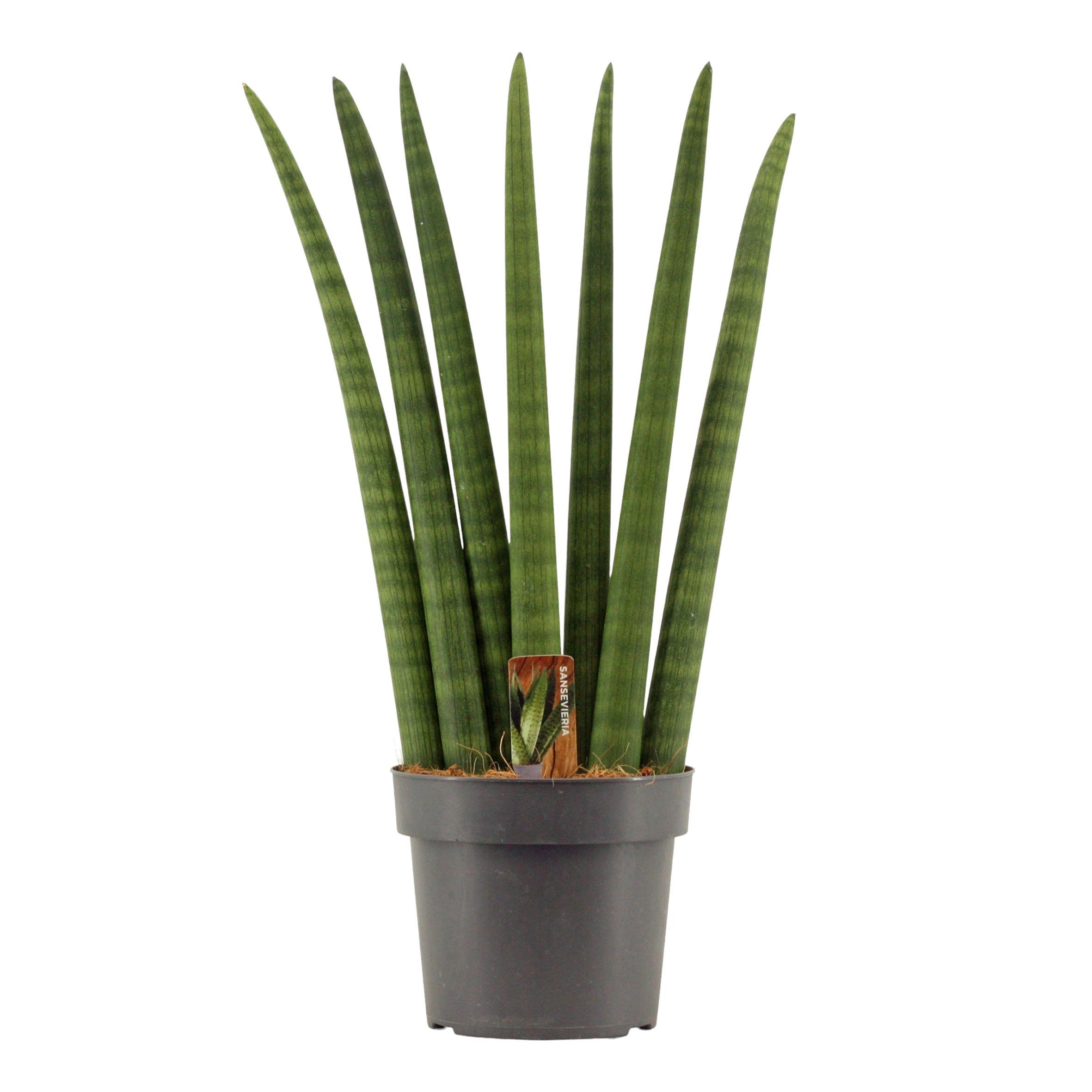 Горшечные цветы и растения оптом Sansevieria Cylindrica Fan от 4шт из Голландии с доставкой по России