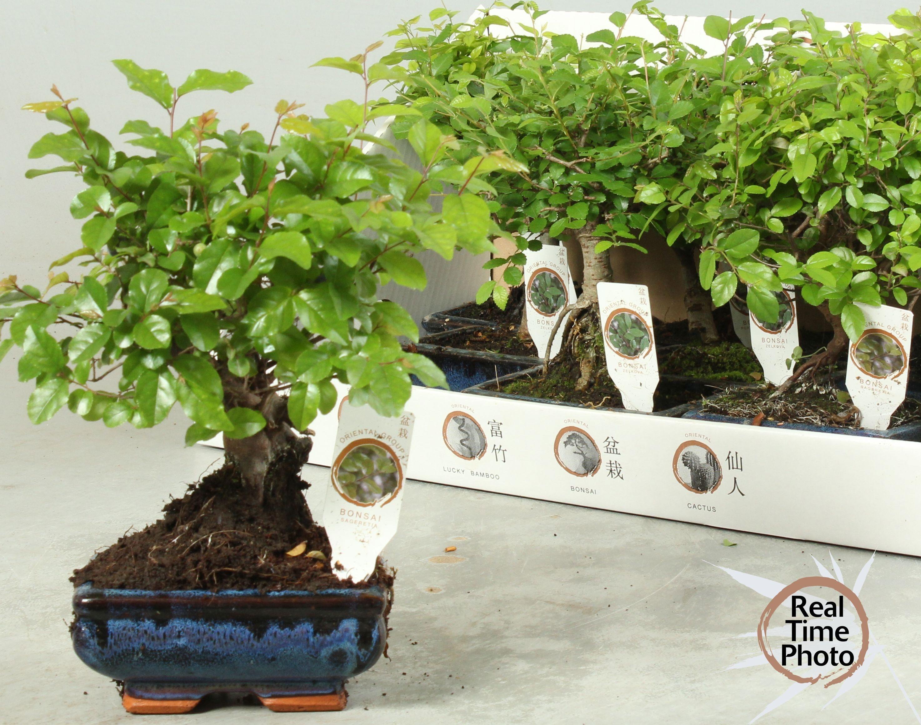 Горшечные цветы и растения оптом Bonsai Gem от 8шт из Голландии с доставкой по России