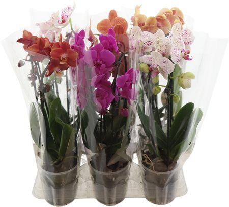 Горшечные цветы и растения оптом Phal Cascades 2 Tak Gemengd 14+ от 5шт из Голландии с доставкой по России