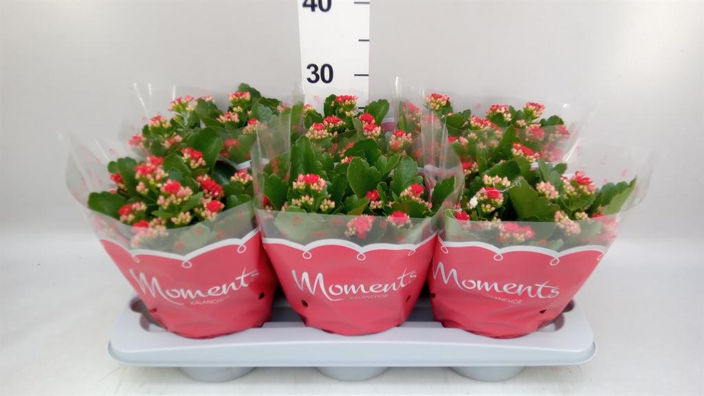 Горшечные цветы и растения оптом Kalanchoe Blos. secret от 6шт из Голландии с доставкой по России