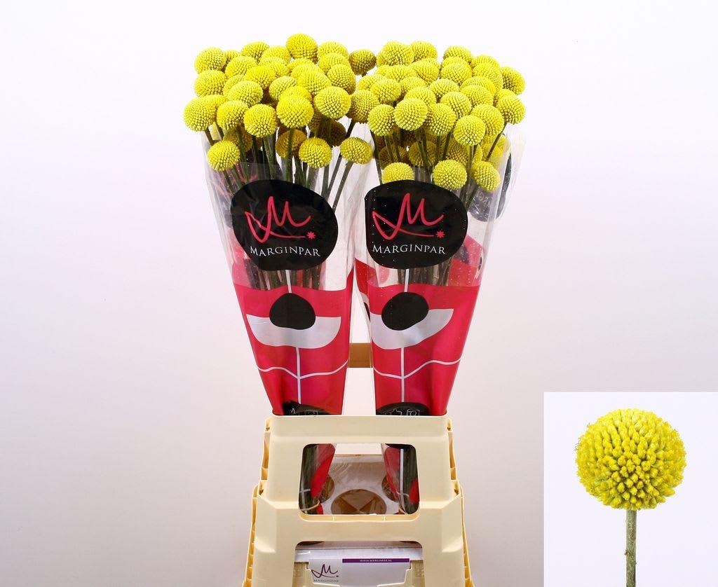 Срезанные цветы оптом Craspedia paintball pop от 100шт из Голландии с доставкой по России