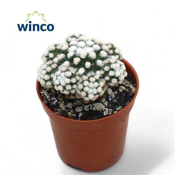 Горшечные цветы и растения оптом Mammillaria Gracilis (snowcap) от 20шт (для телеги) из Голландии с доставкой по России