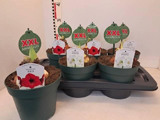 Горшечные цветы и растения оптом Hippeastrum Mix от 6шт из Голландии с доставкой по России