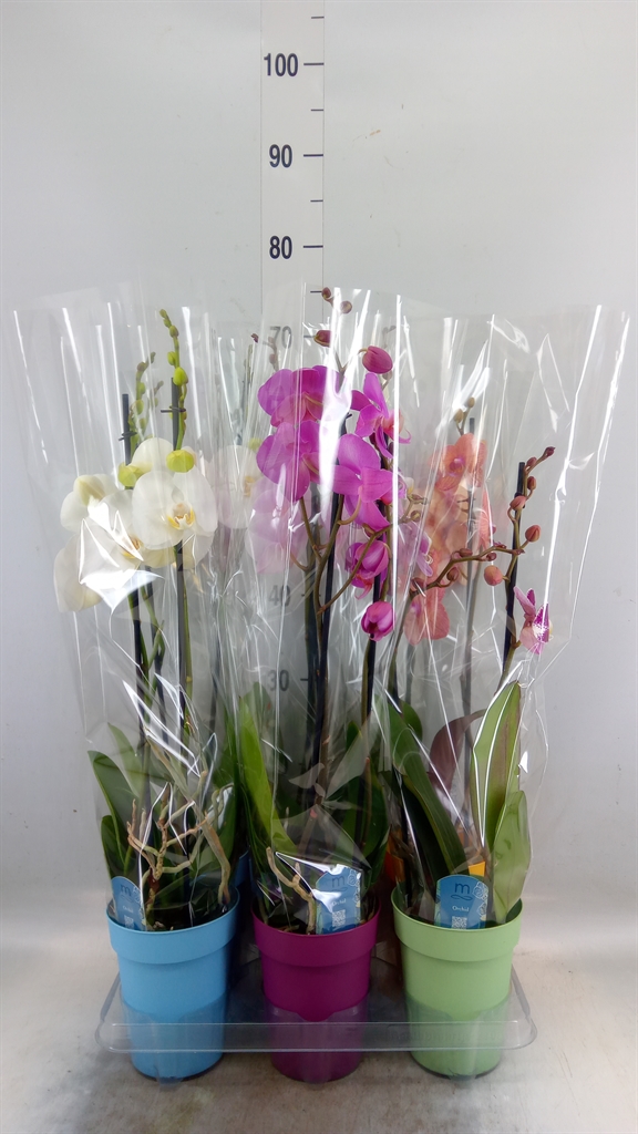 Горшечные цветы и растения оптом Phalaenopsis   ...mix  5 от 6шт из Голландии с доставкой по России