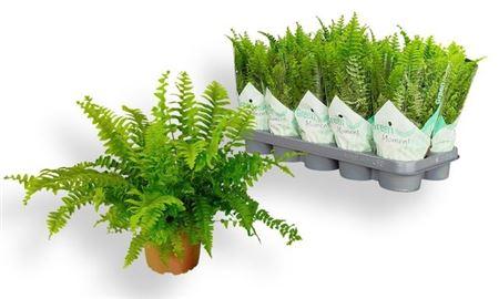 Горшечные цветы и растения оптом Nephr Ex Green Momen от 10шт из Голландии с доставкой по России