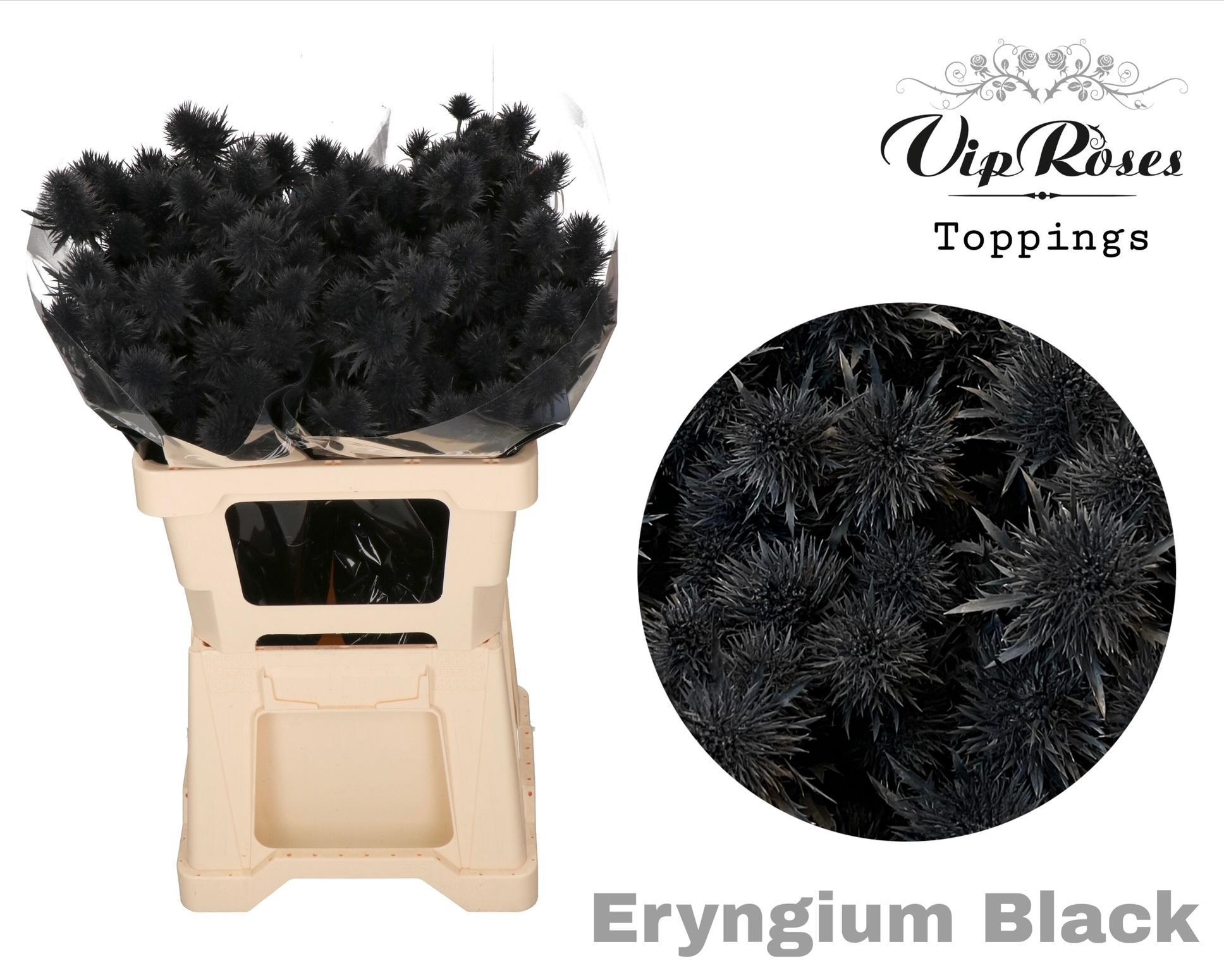 Срезанные цветы оптом Eryngium supernova paint black от 20шт из Голландии с доставкой по России