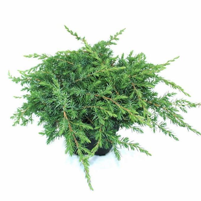Горшечные цветы и растения оптом Juniperus Conferta schlager от 6шт из Голландии с доставкой по России