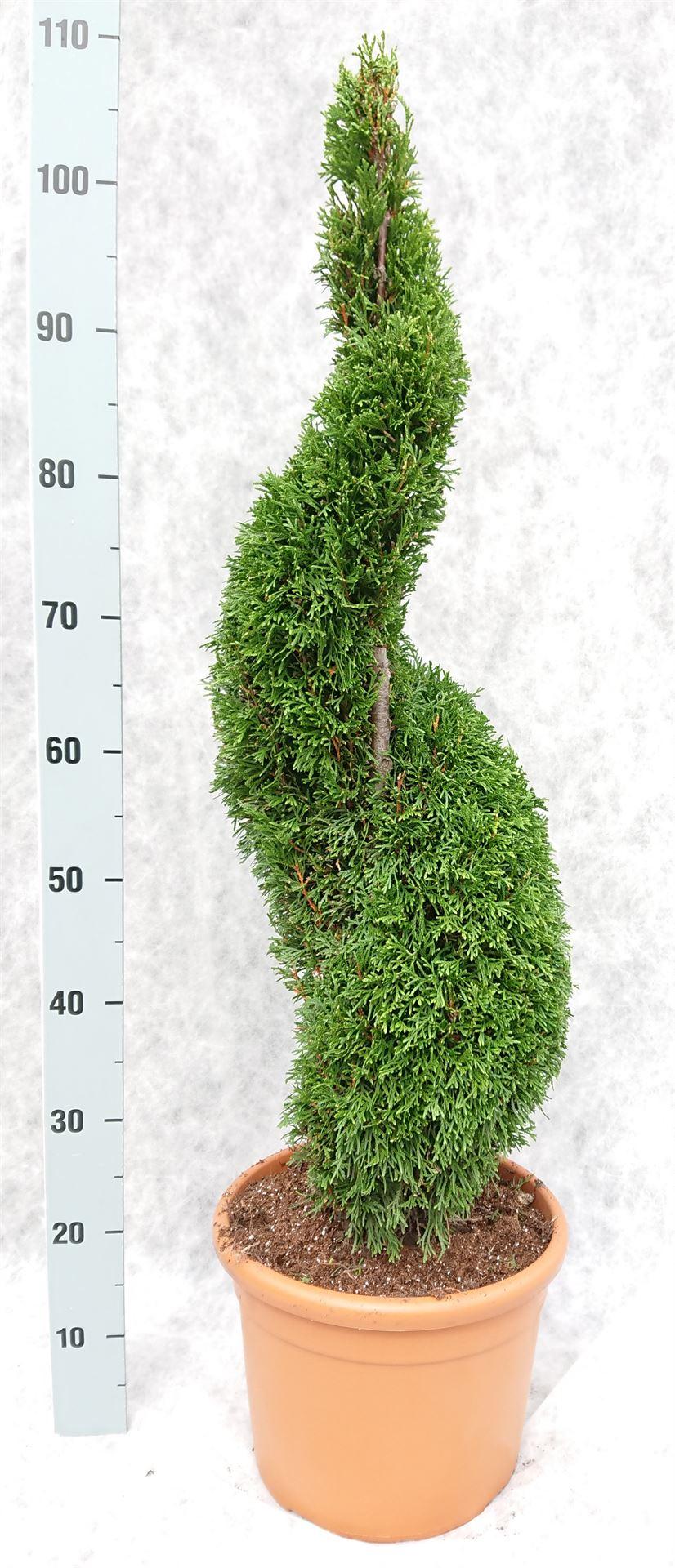 Горшечные цветы и растения оптом Thuja Occid. smaragd от 1шт из Голландии с доставкой по России