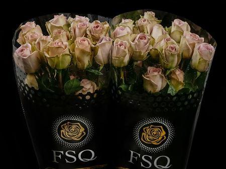 Срезанные цветы оптом Rosa ec amnesia от 40шт из Голландии с доставкой по России