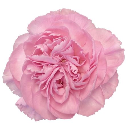 Срезанные цветы оптом Dianthus st clearwater от 80шт. из Голландии с доставкой по России