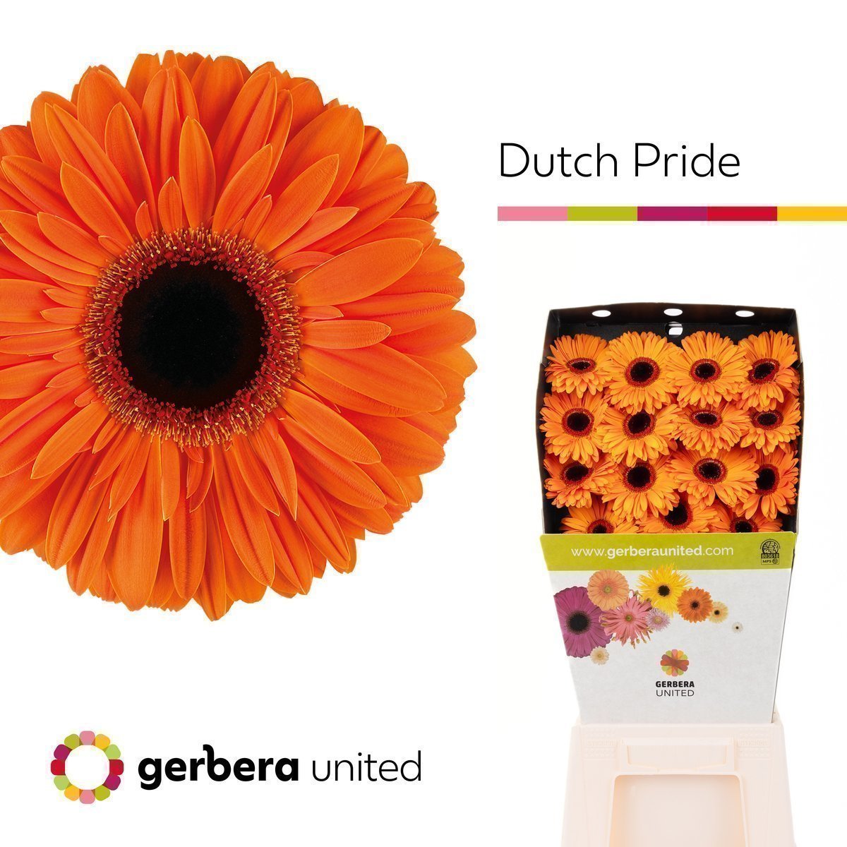 Срезанные цветы оптом Gerbera diamond dutch pride от 15шт. из Голландии с доставкой по России