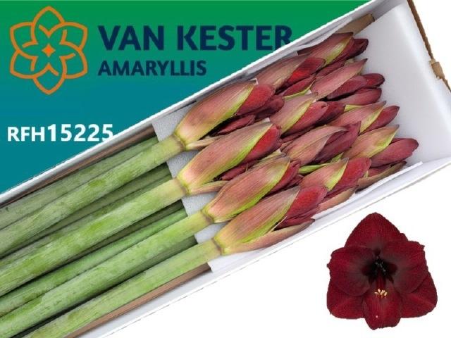 Срезанные цветы оптом Hippeastrum night fever от 12шт из Голландии с доставкой по России
