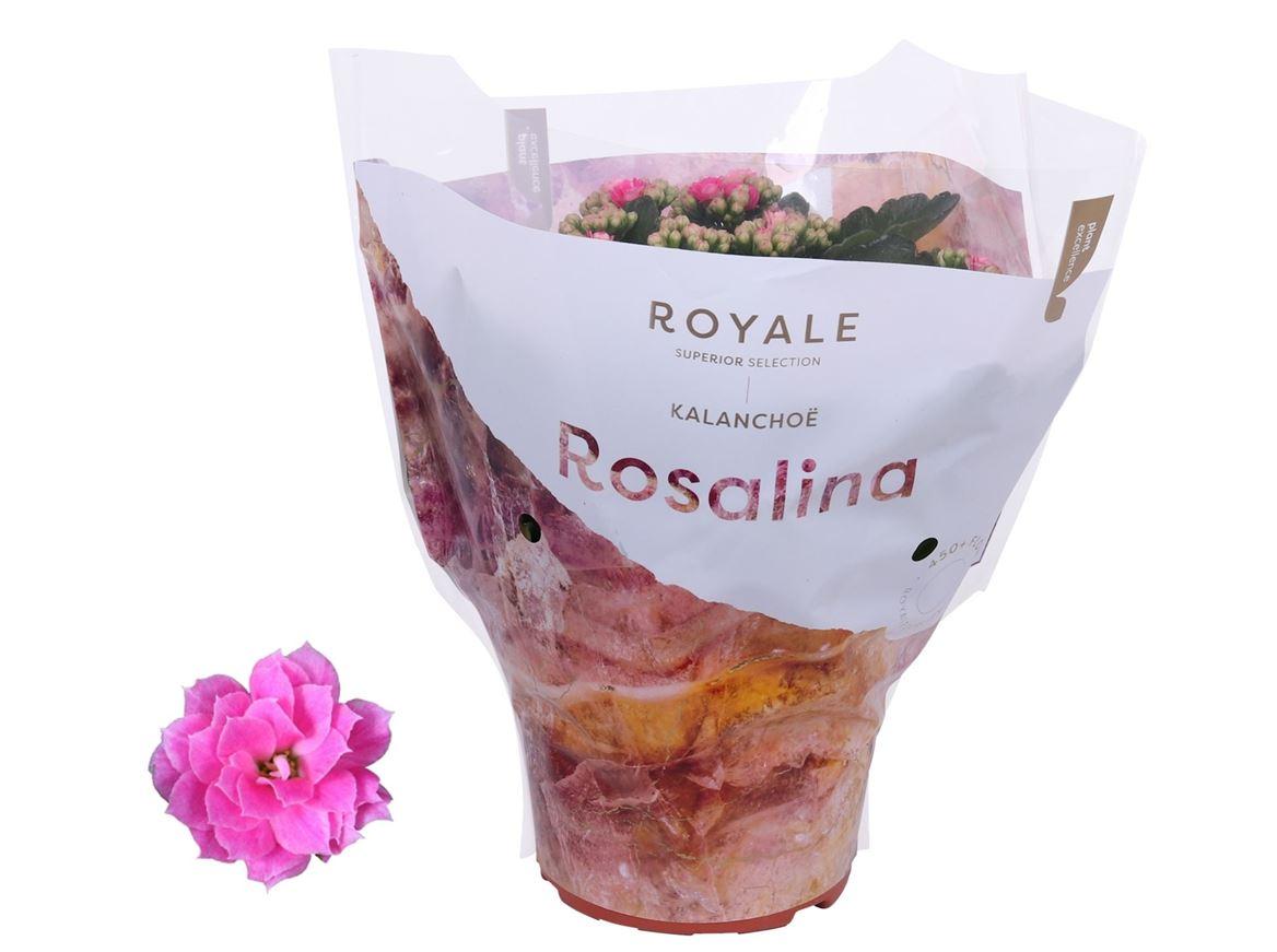 Горшечные цветы и растения оптом Kal Ros Royale Pink от 6шт из Голландии с доставкой по России