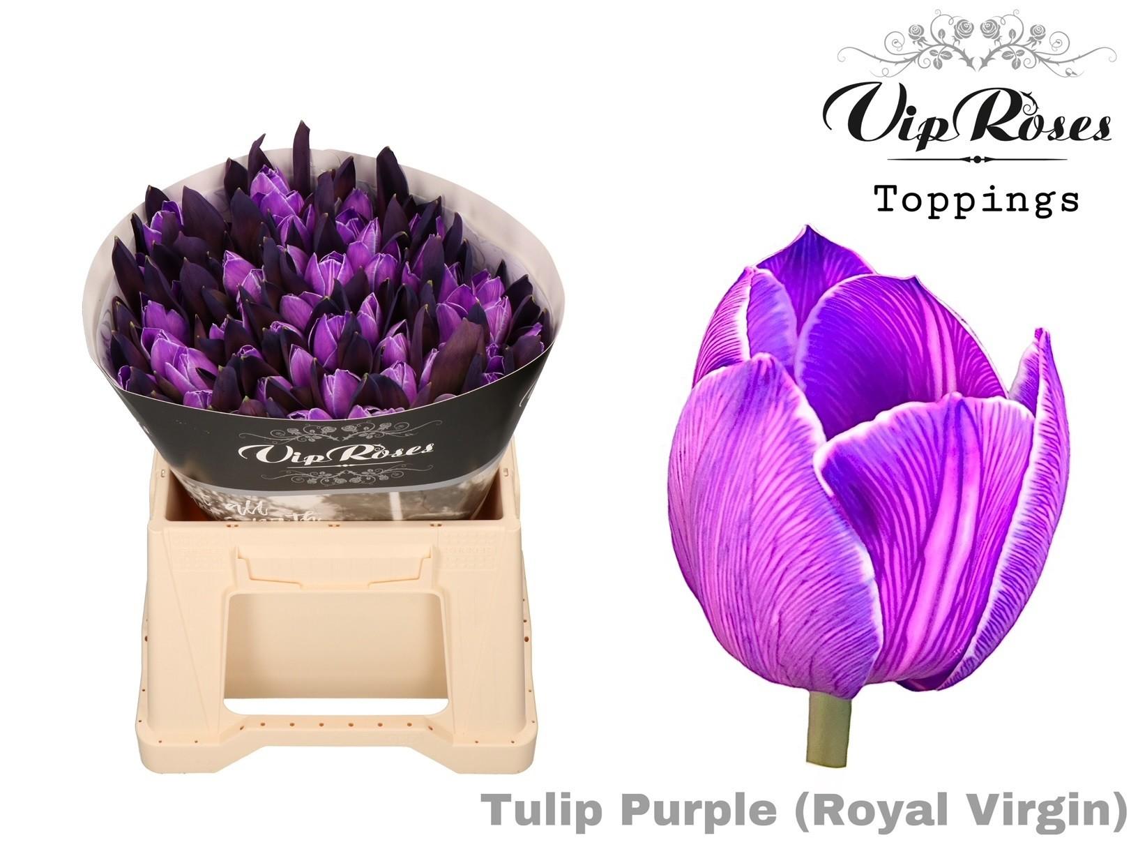 Срезанные цветы оптом Tulipa si paint purple от 50шт из Голландии с доставкой по России