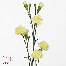 Срезанные цветы оптом Dianthus sp xanthe от 100шт из Голландии с доставкой по России