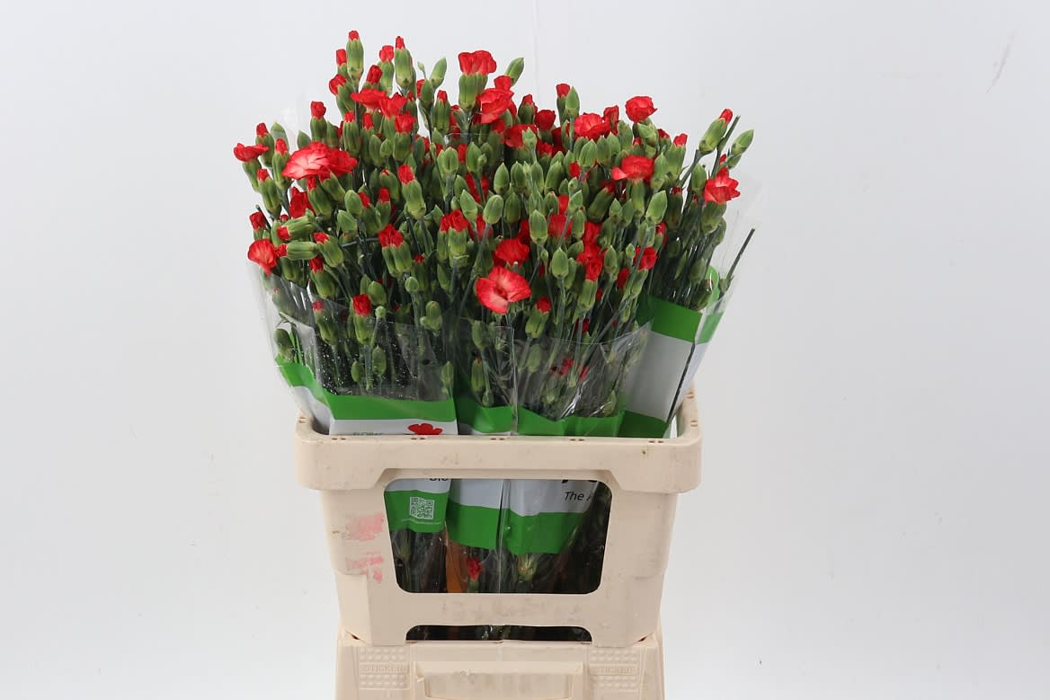 Срезанные цветы оптом Dianthus sp lala fanta от 100шт из Голландии с доставкой по России