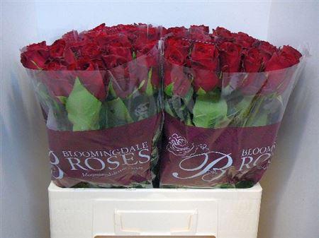 Срезанные цветы оптом Rosa large madam red от 220шт из Голландии с доставкой по России