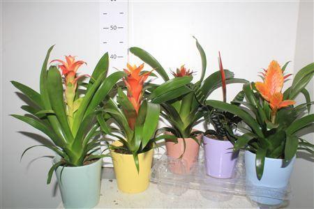 Горшечные цветы и растения оптом Bromelia Gem In Deco Keramiek Pot от 6шт из Голландии с доставкой по России