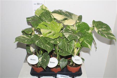 Горшечные цветы и растения оптом Monstera Del Thai Co от 6шт из Голландии с доставкой по России