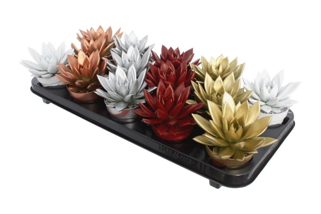 Горшечные цветы и растения оптом Echeveria Colored Xmas Mix от 14шт (для телеги) из Голландии с доставкой по России