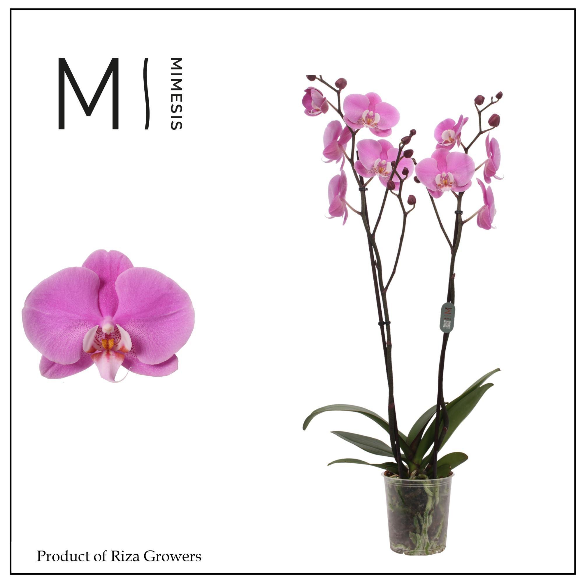 Горшечные цветы и растения оптом Phalaenopsis Murray 2 Spike – 12cm | Mimesis от 10шт из Голландии с доставкой по России