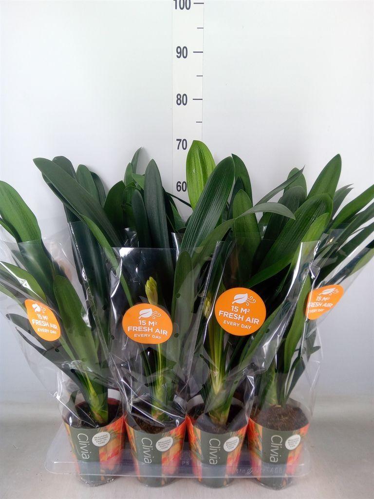 Горшечные цветы и растения оптом Clivia Miniata от 8шт из Голландии с доставкой по России