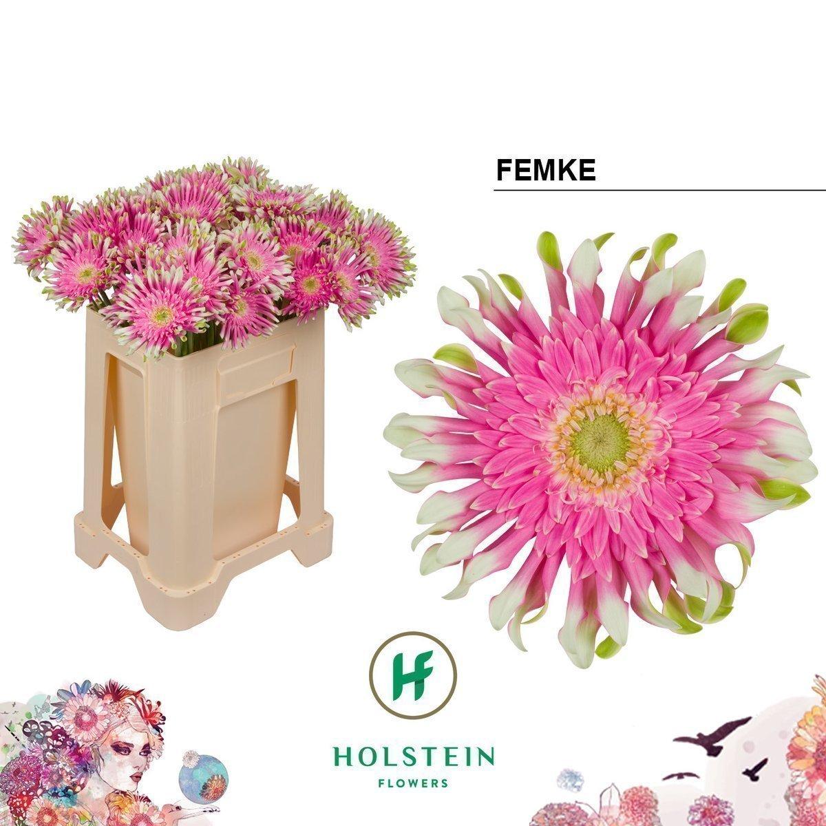 Срезанные цветы оптом Gerbera gerpasta femke от 40шт из Голландии с доставкой по России