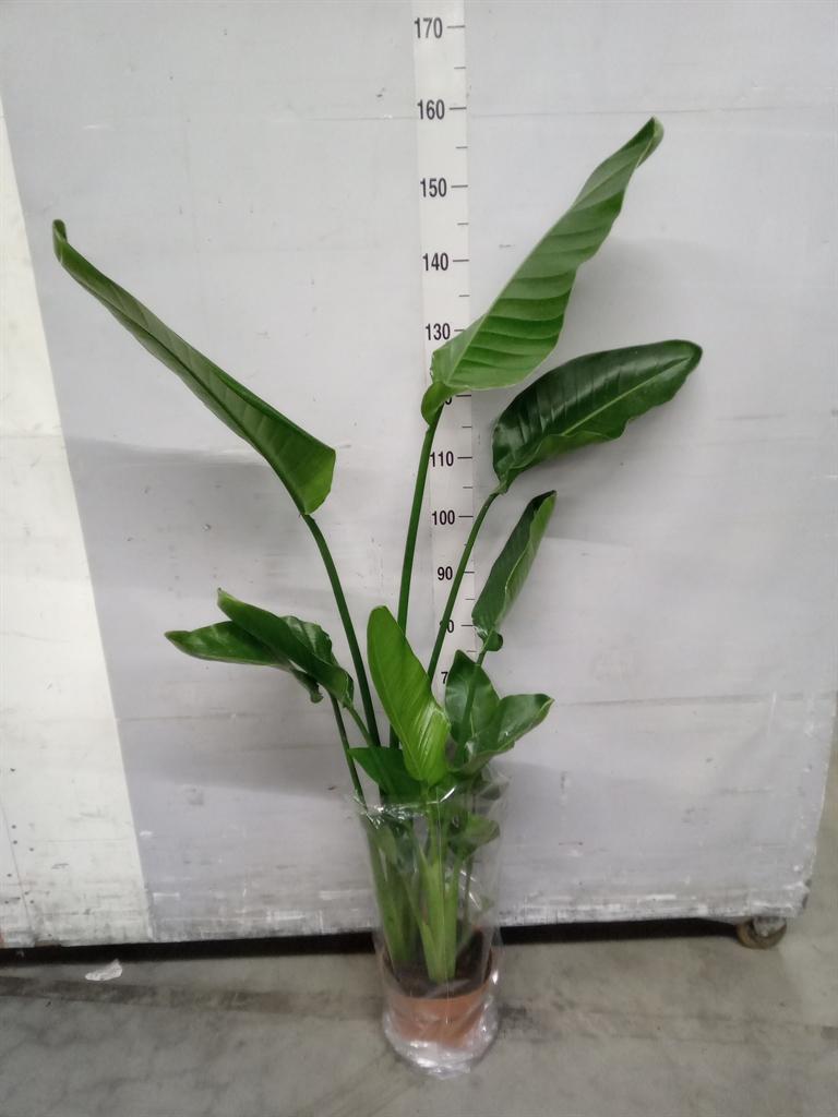 Горшечные цветы и растения оптом Strelitzia Nicolai от 1шт' из Голландии с доставкой по России