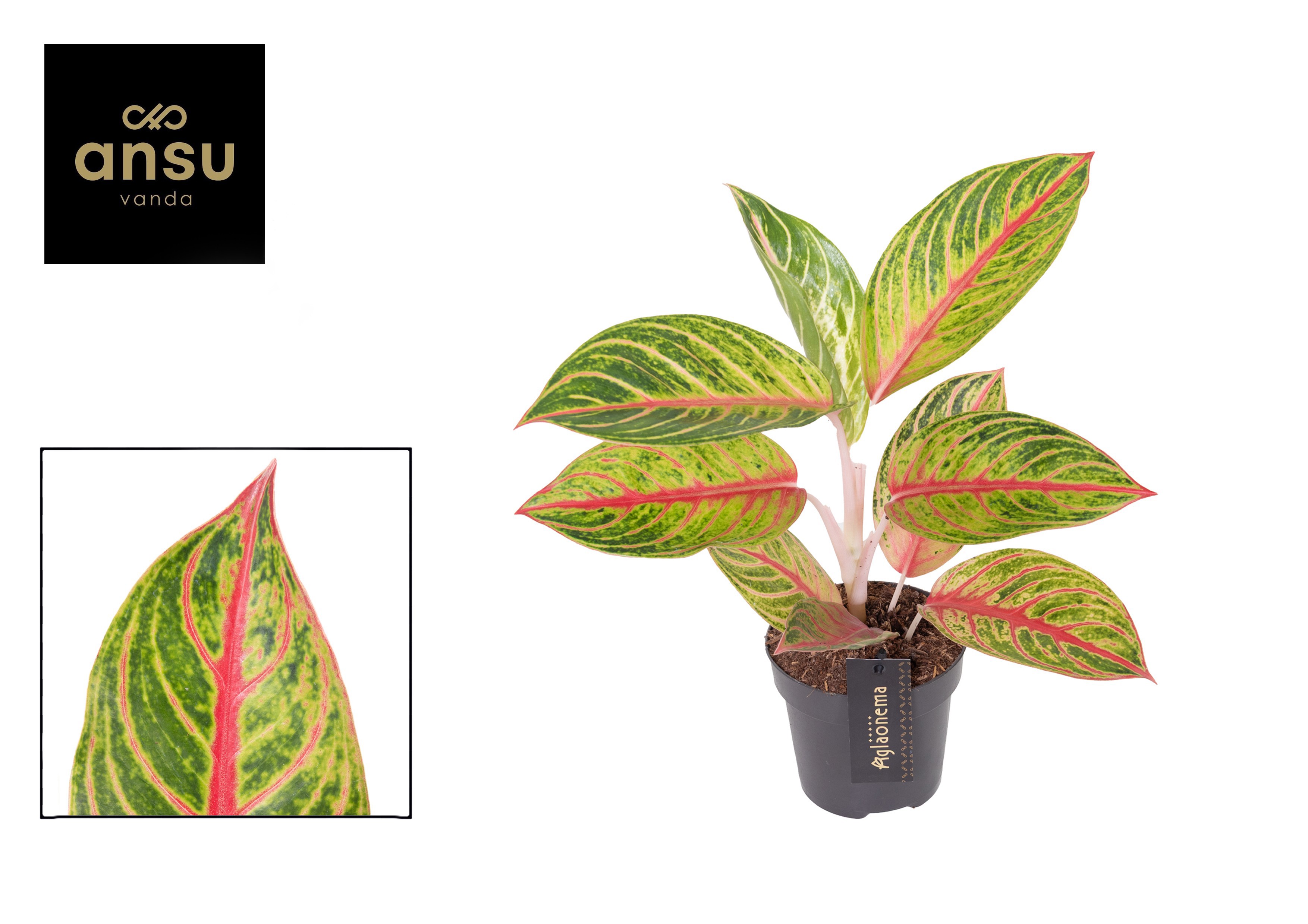 Горшечные цветы и растения оптом Aglaonema Red Okapi от 6шт из Голландии с доставкой по России