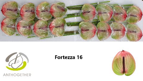 Срезанные цветы оптом Anthurium fortezza от 16шт из Голландии с доставкой по России