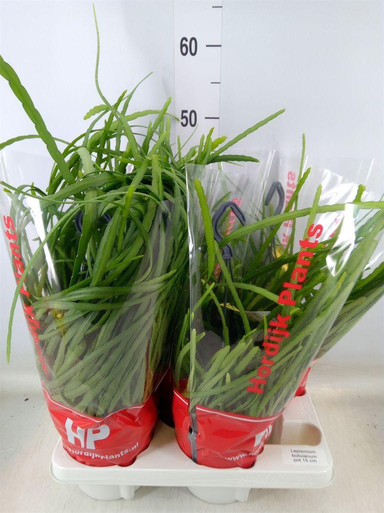 Горшечные цветы и растения оптом Lepismium Bolivianum от 4шт из Голландии с доставкой по России