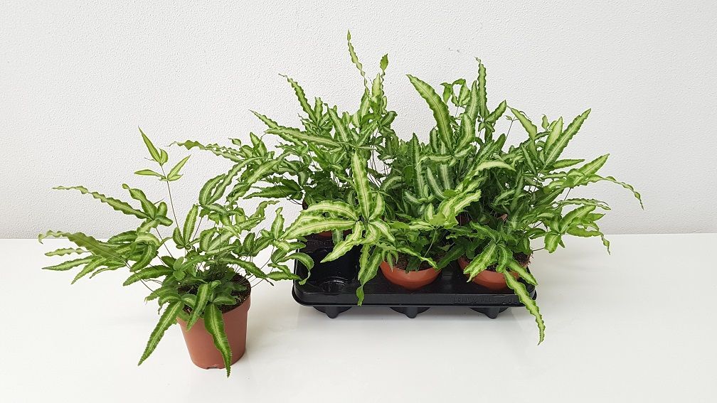 Горшечные цветы и растения оптом Pteris Albolineata от 6шт из Голландии с доставкой по России