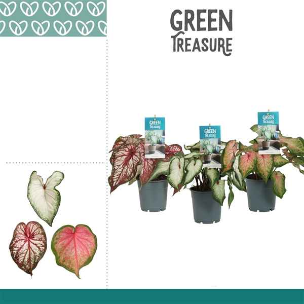 Горшечные цветы и растения оптом Caladium Mix от 6шт из Голландии с доставкой по России