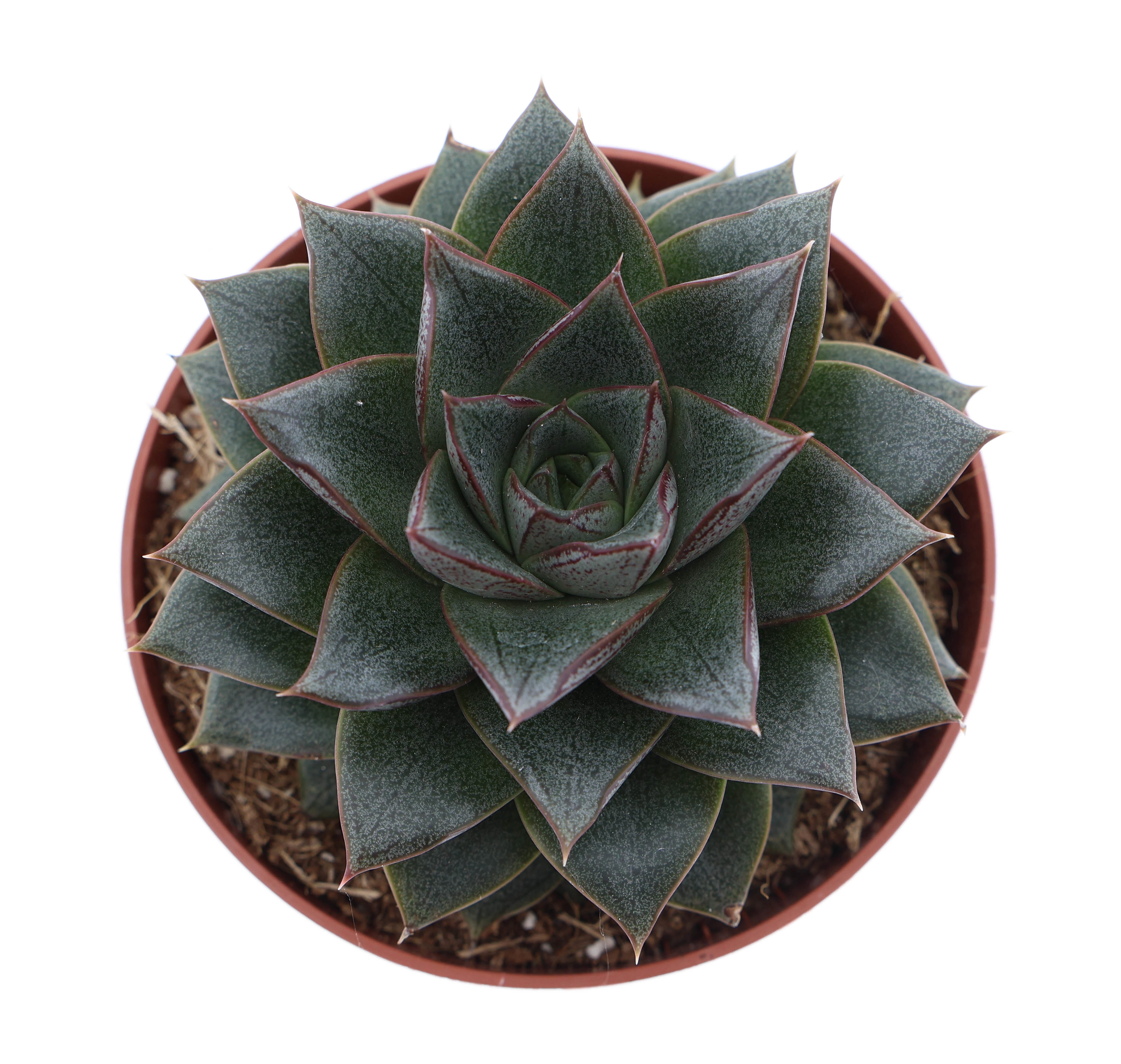 Горшечные цветы и растения оптом Echeveria Purpusorum от 6шт из Голландии с доставкой по России