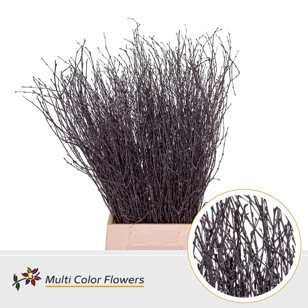 Срезанные цветы оптом Betula paint aubergine от 100шт из Голландии с доставкой по России