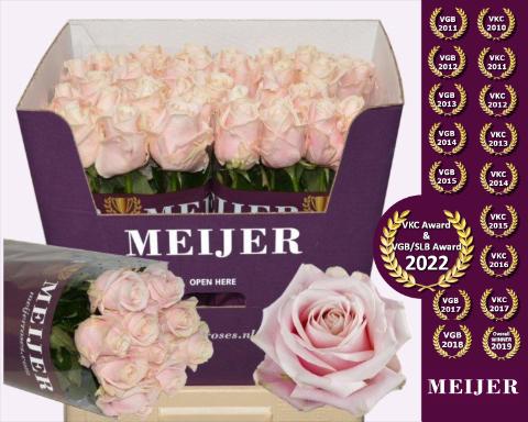 Срезанные цветы оптом Rosa large sweet avalanche+ от 40шт из Голландии с доставкой по России