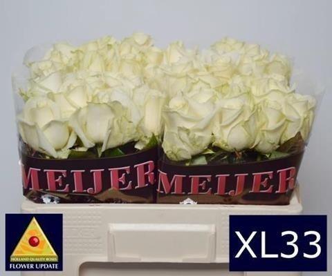 Срезанные цветы оптом Rosa large avalanche+ Meijer White Masterpiece от 50шт из Голландии с доставкой по России