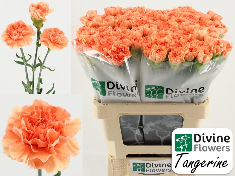 Срезанные цветы оптом Dianthus st tangerine от 80шт из Голландии с доставкой по России