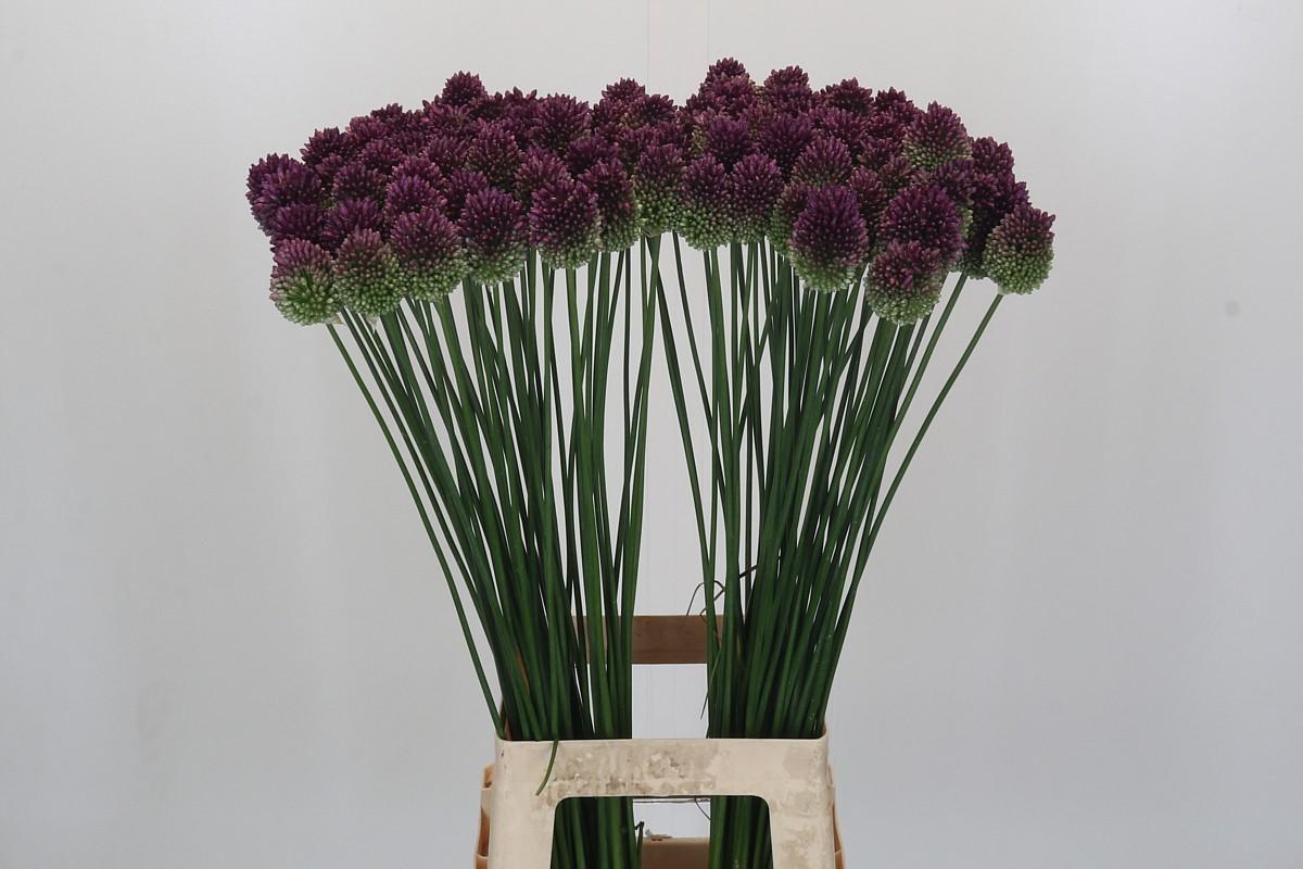 Срезанные цветы оптом Allium sphaerocephalon (bullit) от 100шт из Голландии с доставкой по России