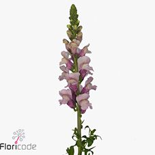 Срезанные цветы оптом Antirrhinum potomac lavender от 50шт из Голландии с доставкой по России