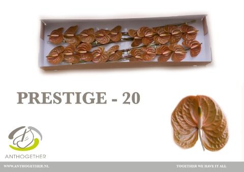 Срезанные цветы оптом Anthurium prestige от 20шт из Голландии с доставкой по России